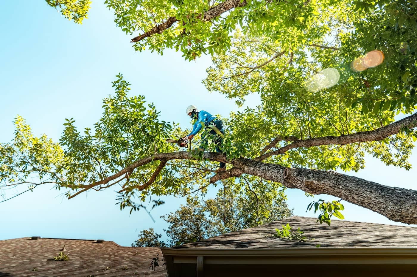 74 tree trimming